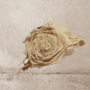 362 Flower Hair claw